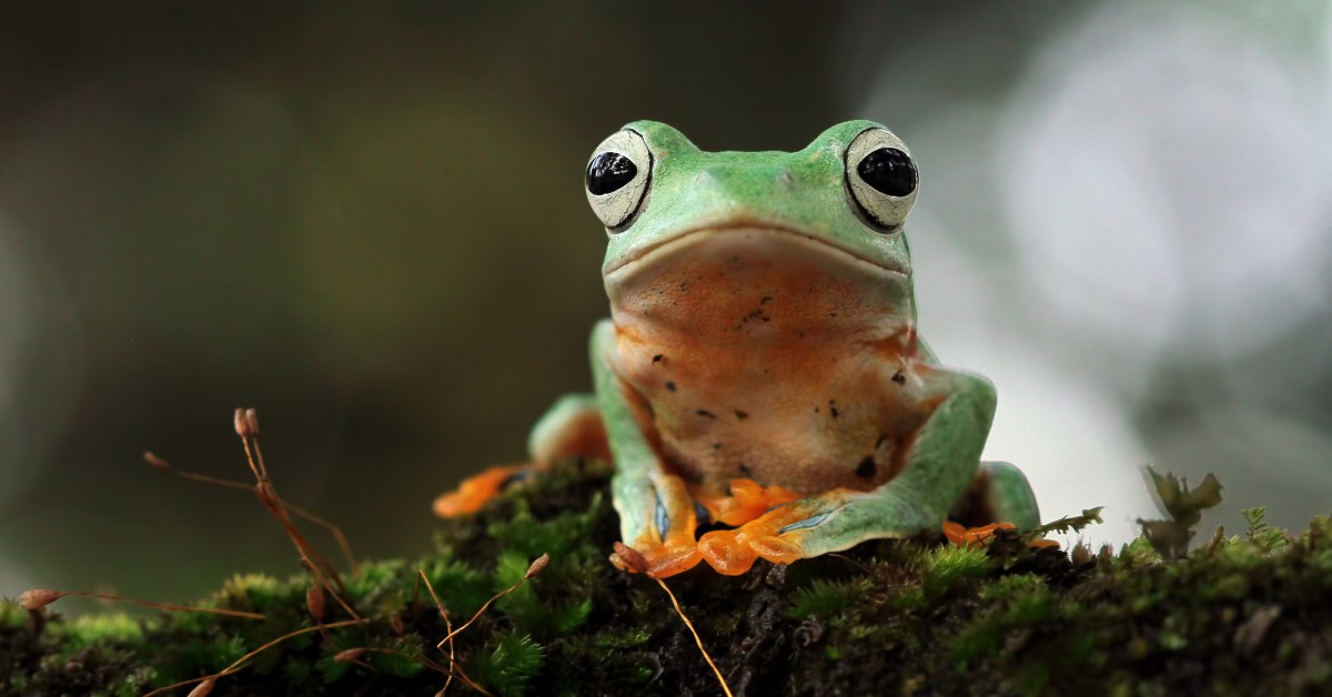 Pet Frog Ownership: A Basic Guide